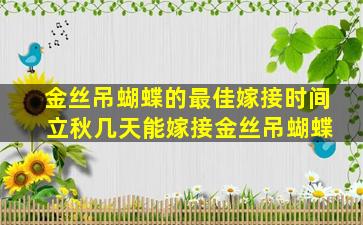 金丝吊蝴蝶的最佳嫁接时间 立秋几天能嫁接金丝吊蝴蝶